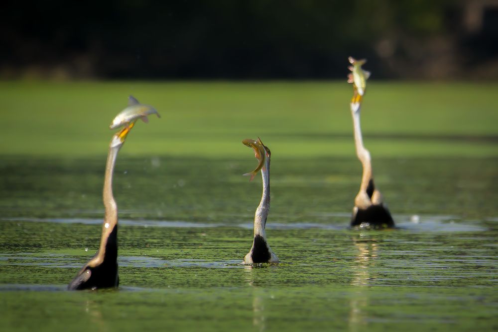 Photograph by Manish Madhavan