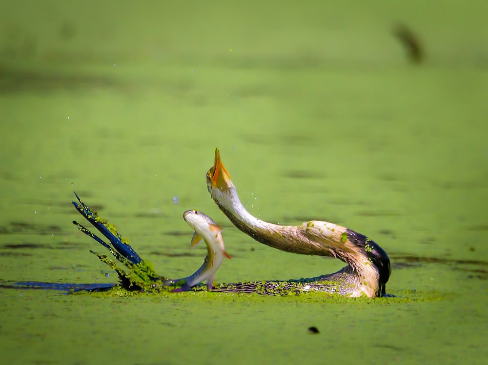 Photograph by Manish Madhavan