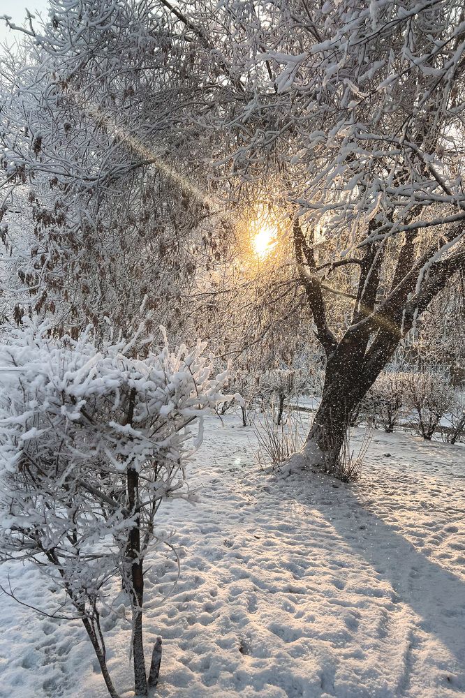 Мороз и солнце…