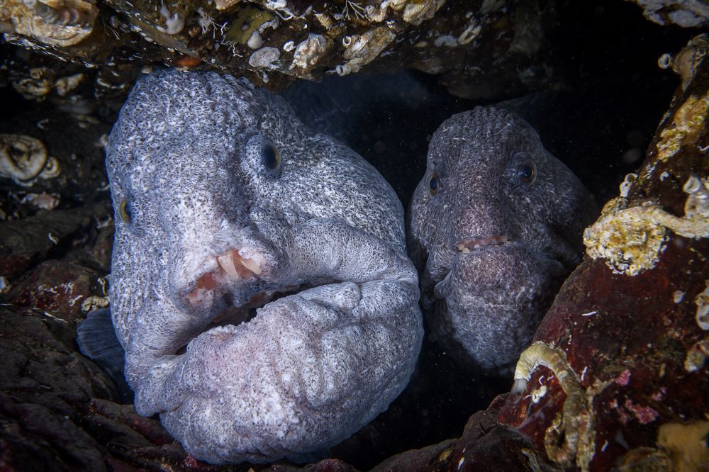 Фотография автора Ichinoseki Sayaka