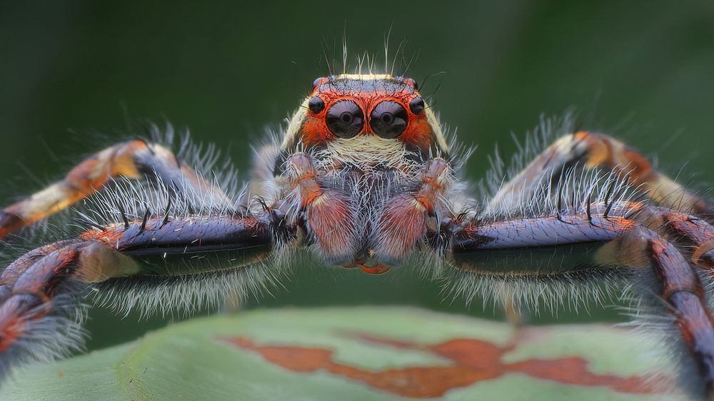 Photograph by Chen-You Li