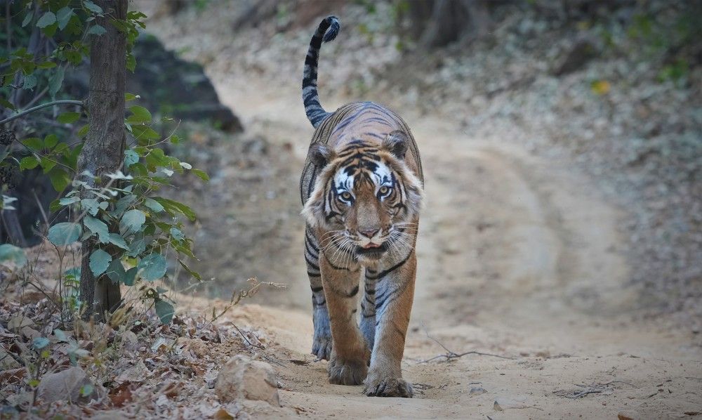 Photograph by Nirmalya Chakraborty