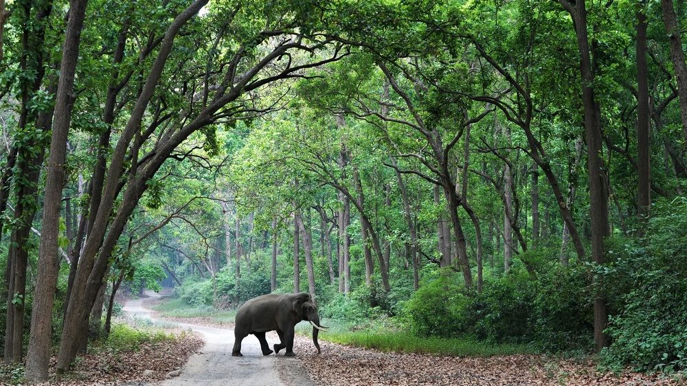 Photograph by Nirmalya Chakraborty
