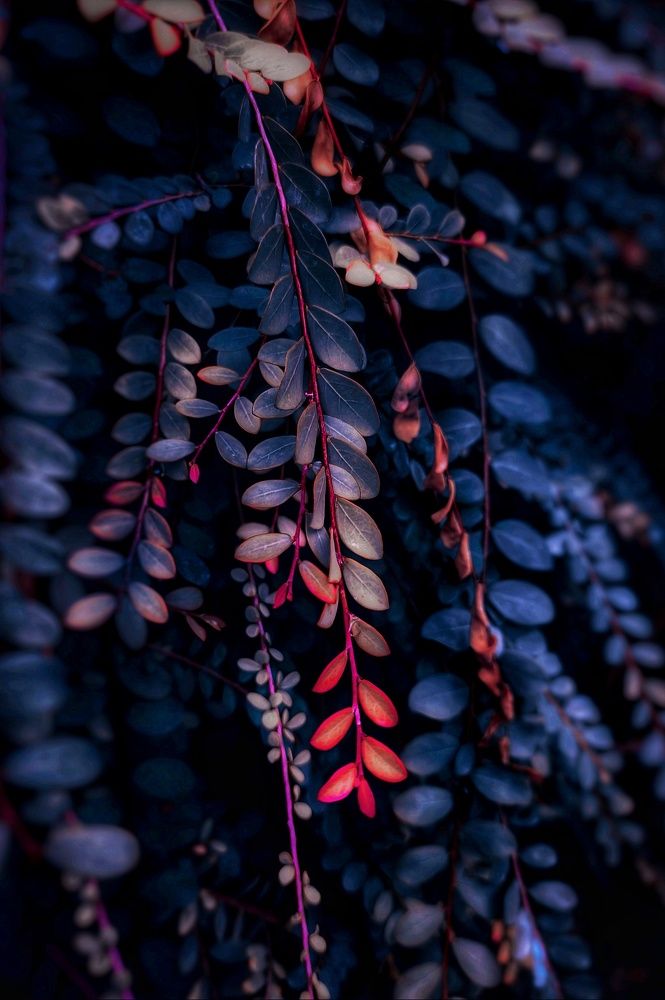 Photograph by Upul Nelundeniya