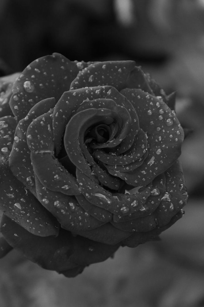 Photograph by Alice Komarova