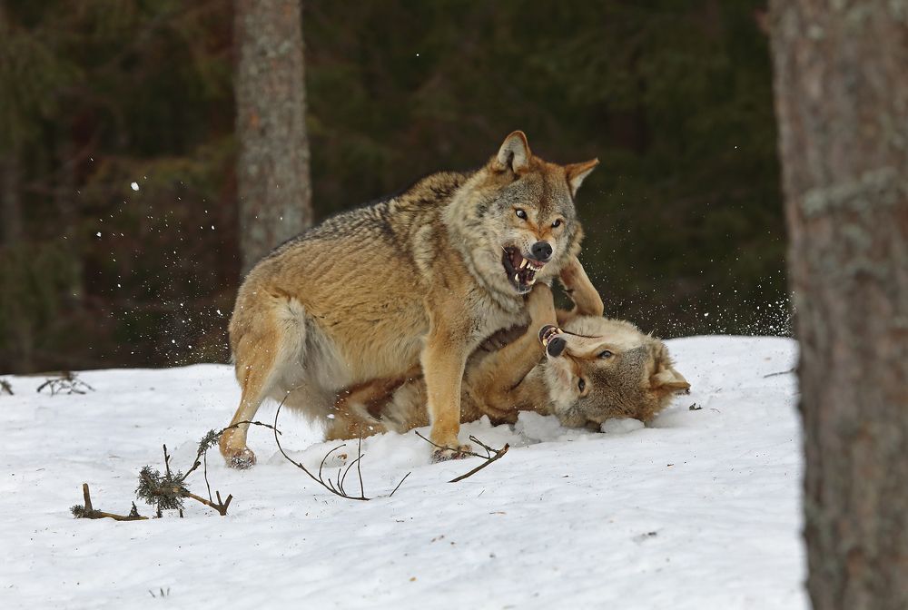 Фотография автора Александр Гусар