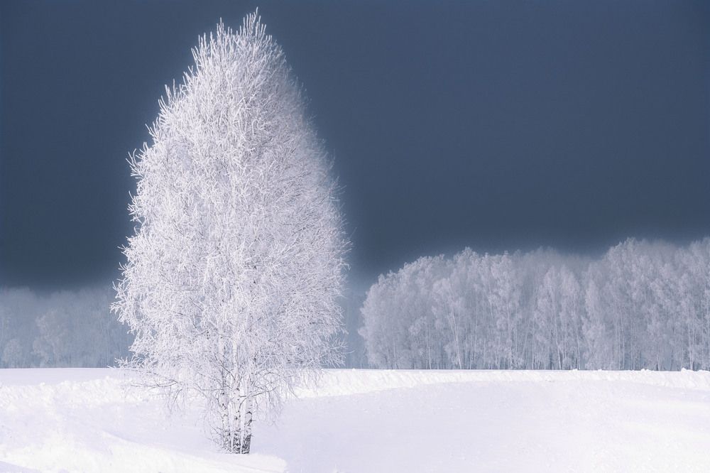 нежная березка в белом