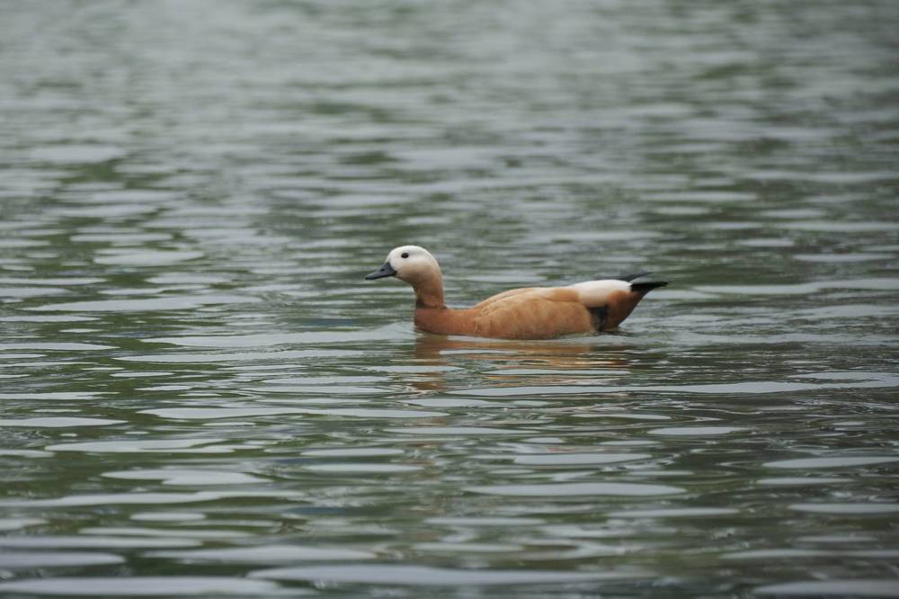 Photograph by Иван Державин