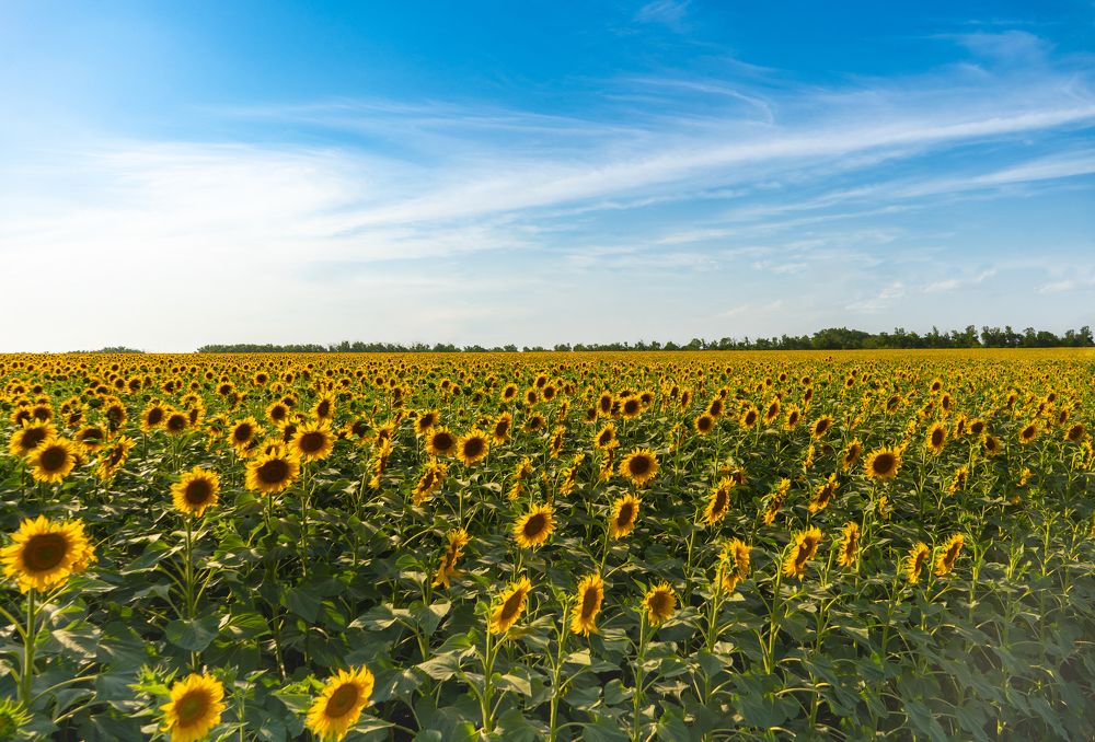 Photograph by Мария Паина