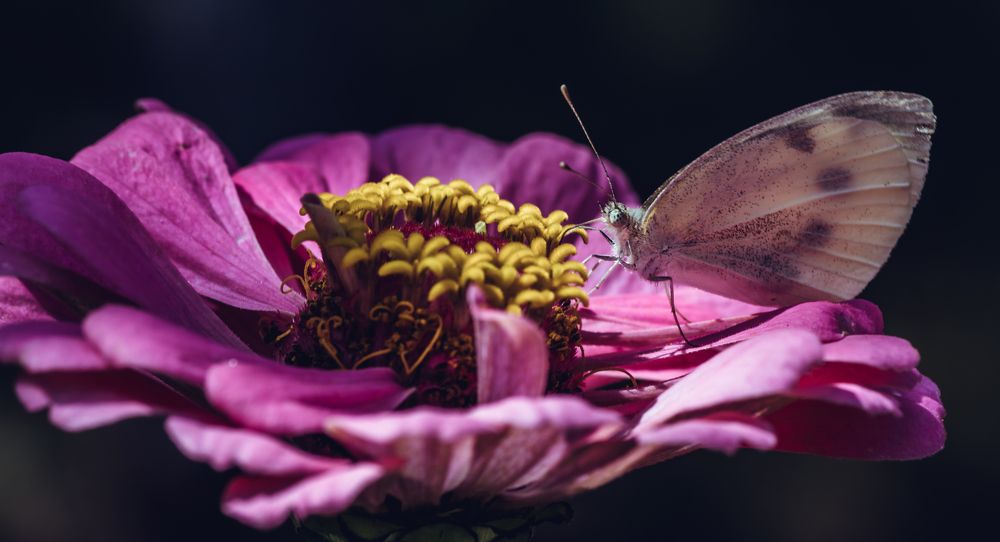 Photograph by Степан Ковыльчик