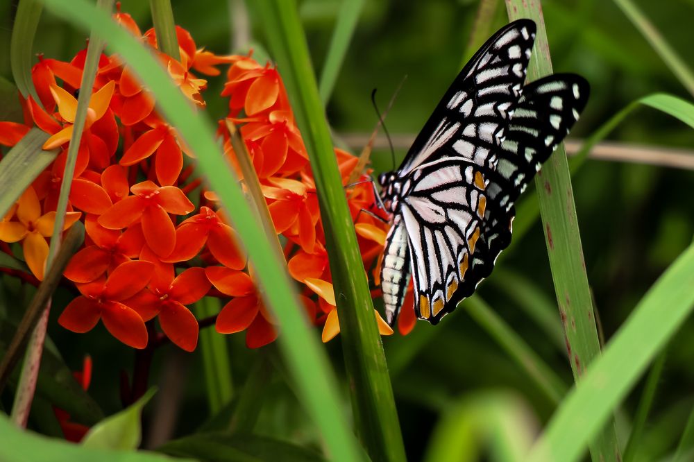 Photograph by Jayed Iqbal