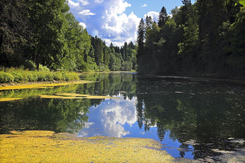 Лесное озеро