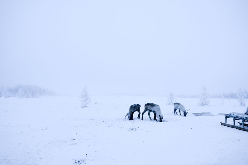 Photograph by Марина Шумакова