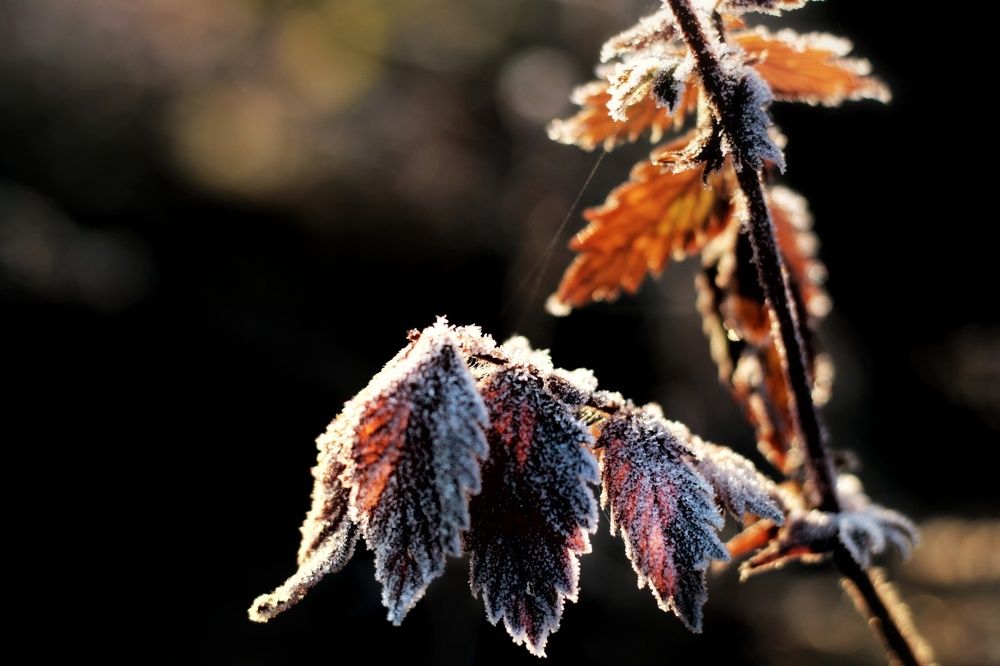 Photograph by Инна Карасева