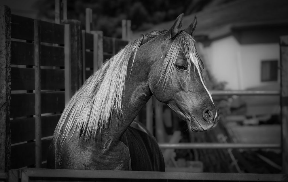 Photograph by Maxim Polak