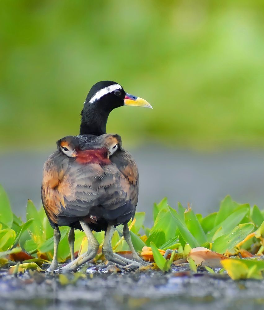 Photograph by Sourin Kastha