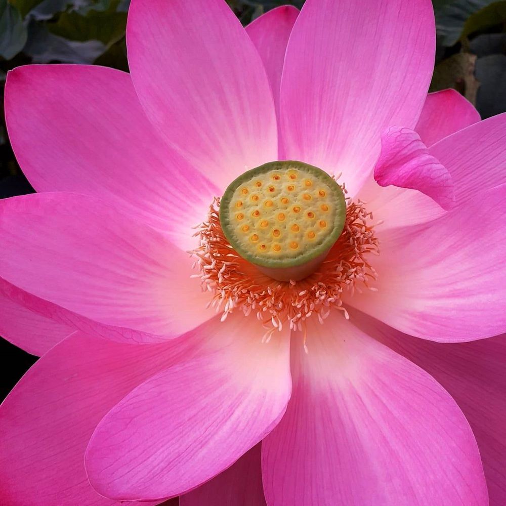 Photograph by Тамара Багровская