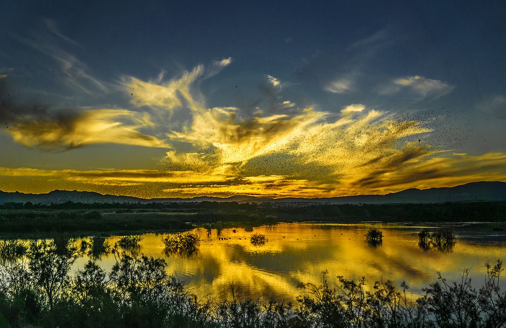 Pajaros sobre la laguna