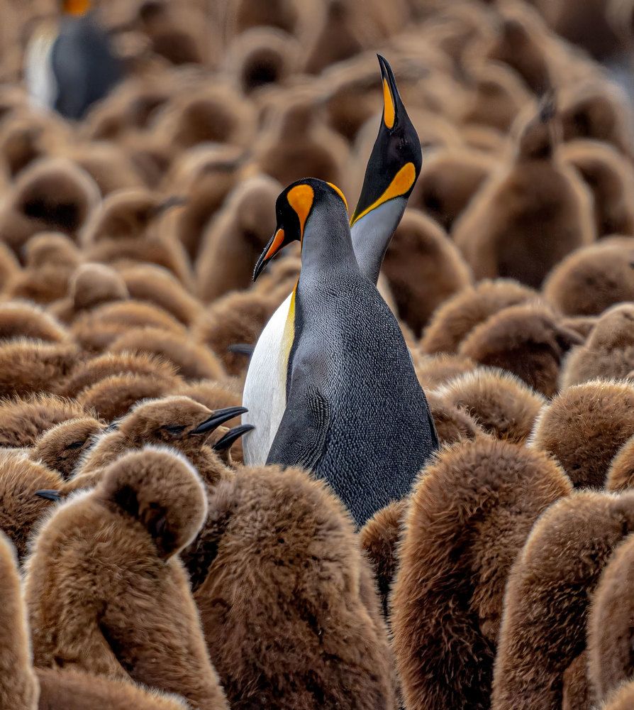 parents and children.