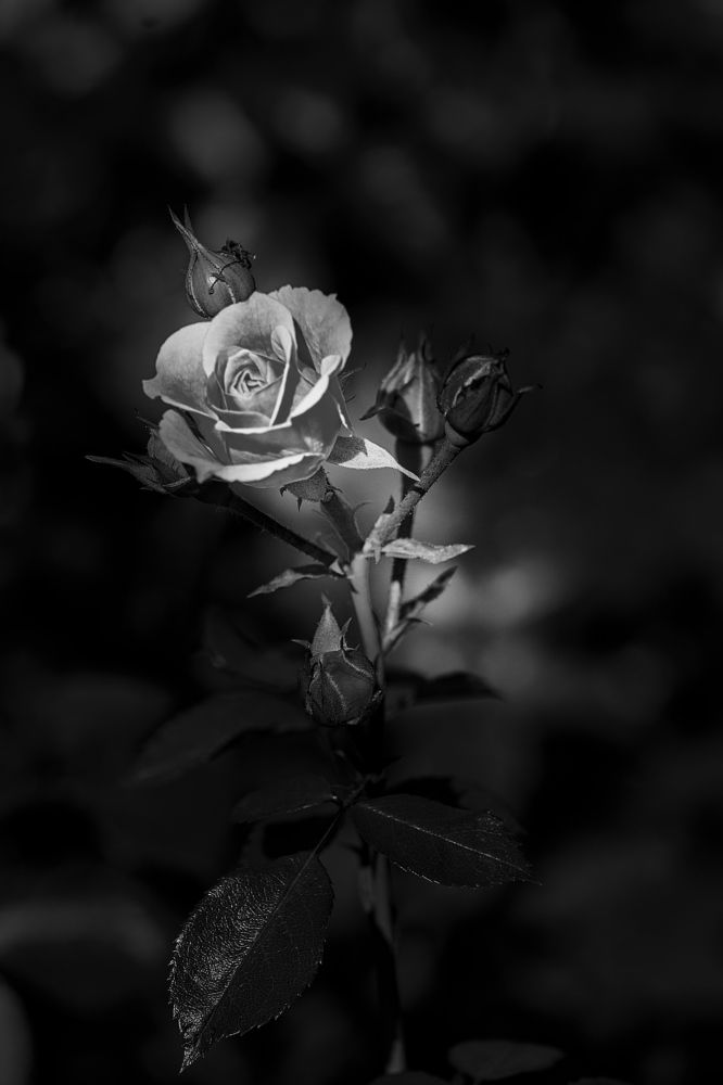 Photograph by Устинов Андрей