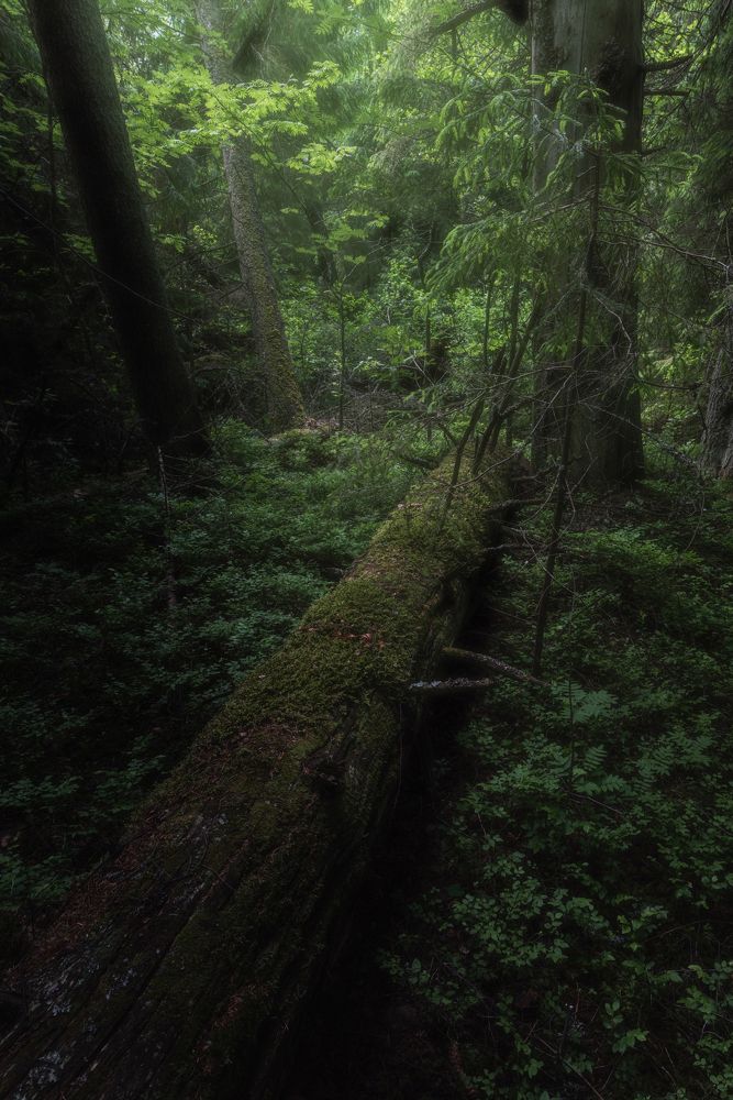 Лесные истории