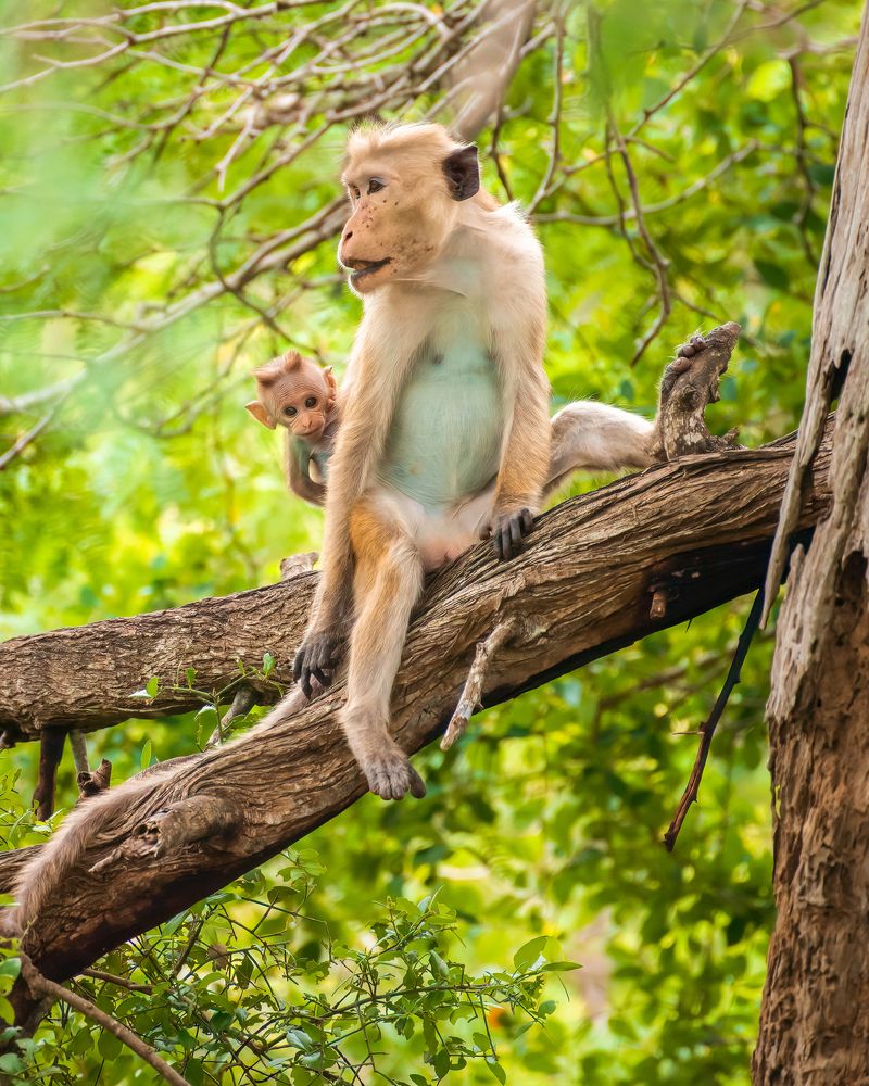 Photograph by Nilanka Amugoda Ruhunage