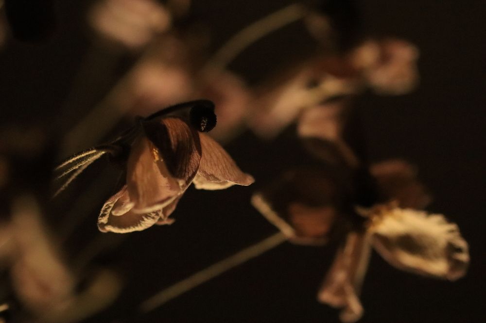 Photograph by Lina Tomkevičienė