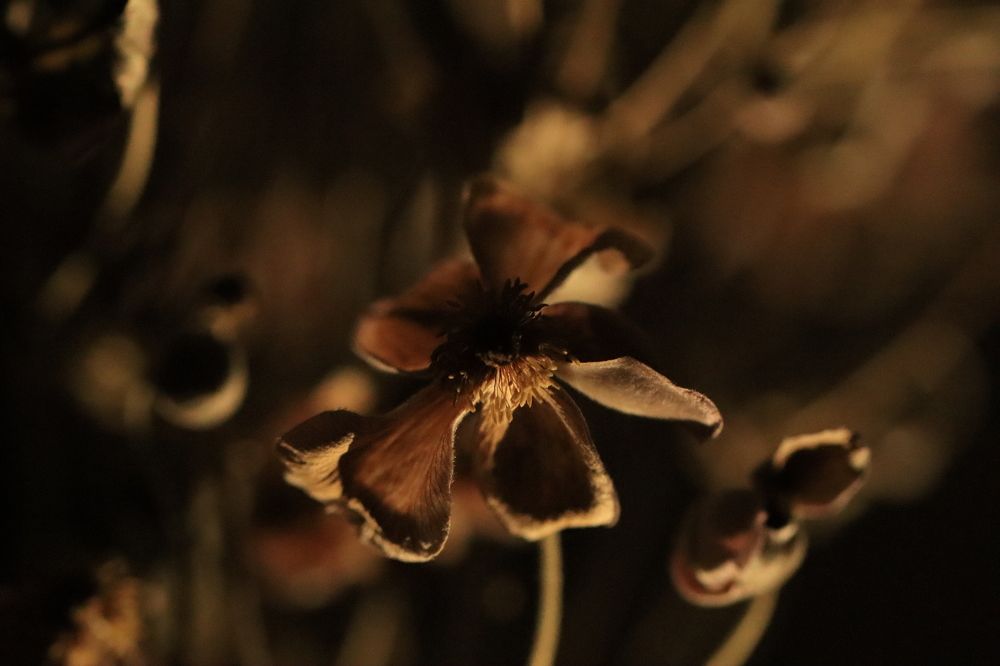 Photograph by Lina Tomkevičienė