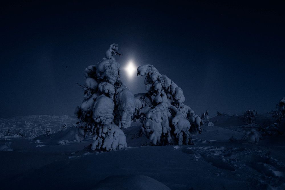 Северный лес