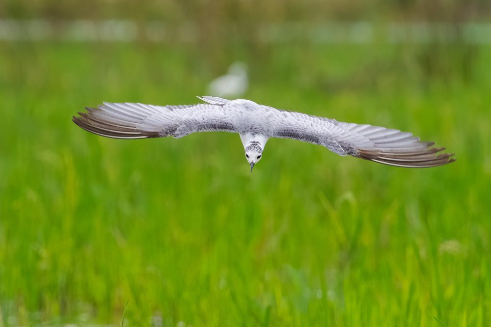 Фотография автора Pham Anh Vu