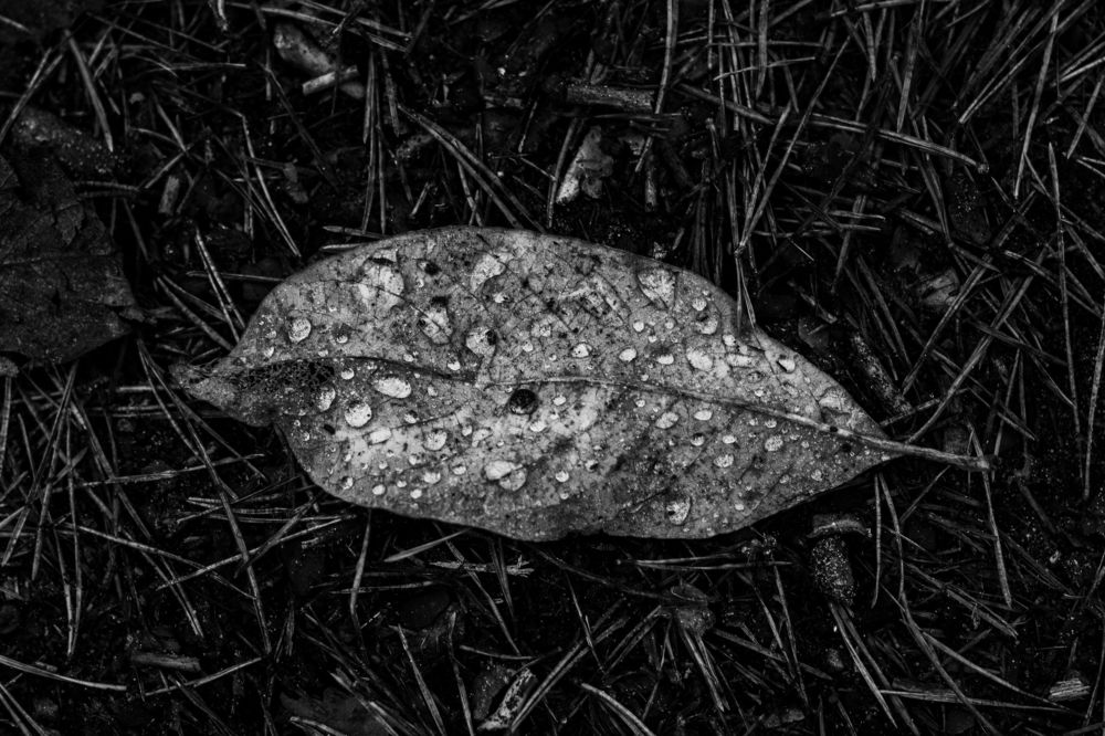 Photograph by Анна Крюкова