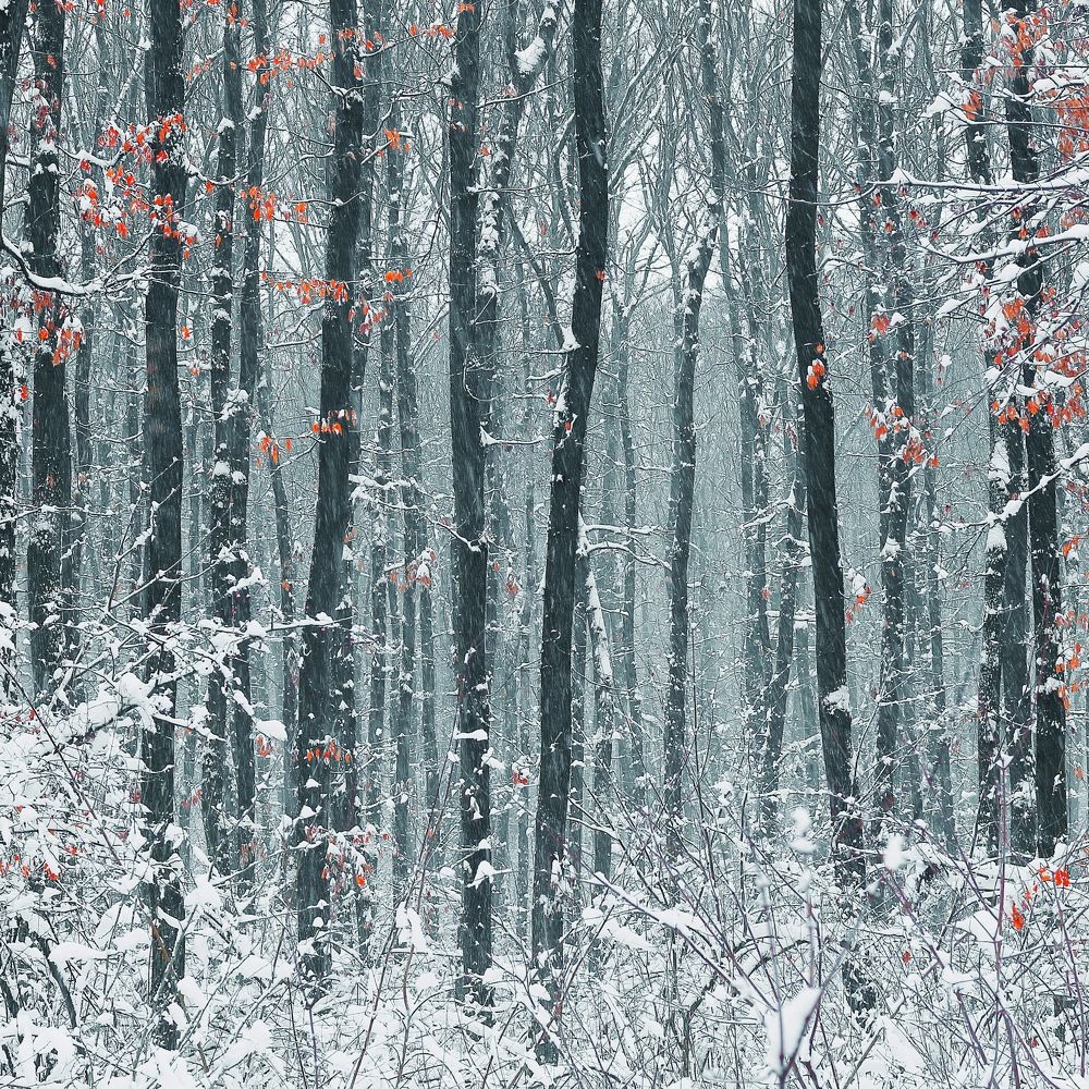 Фотография автора Foto