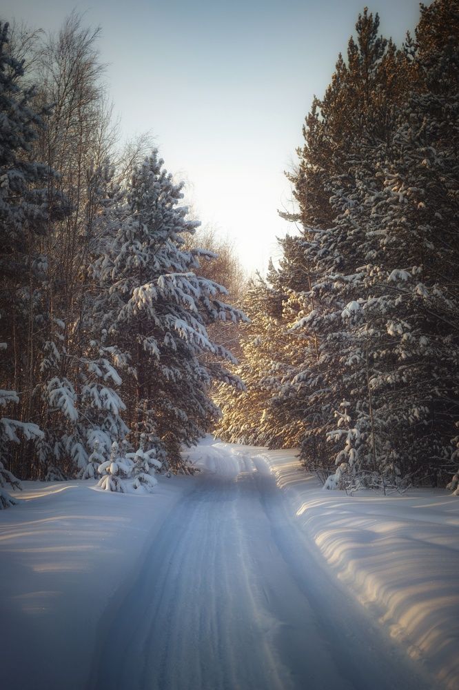 В зимнем лесу