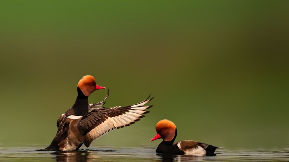The red-crested pochard