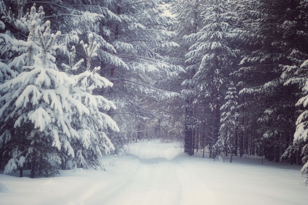 Серые снежные дни