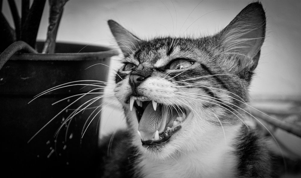 Photograph by Milton Sosa Mc Donald