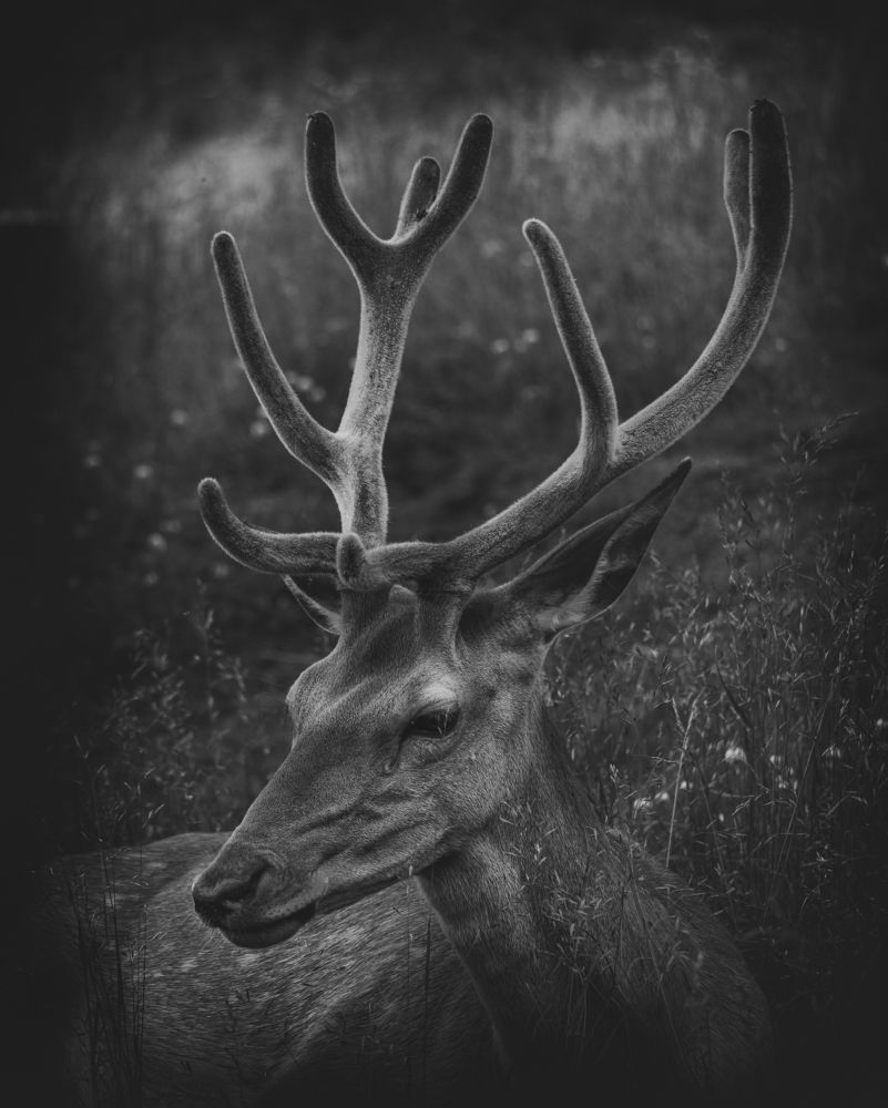 Photograph by Jaroslav Vyhnicka