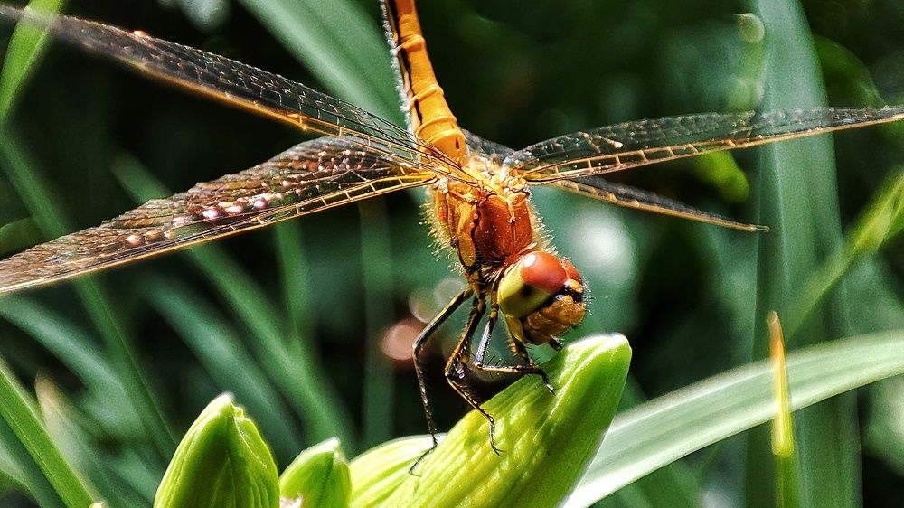 Фотография автора Александр Одновол