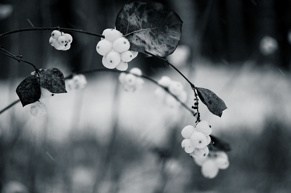 Photograph by Anton  Lavrentiev