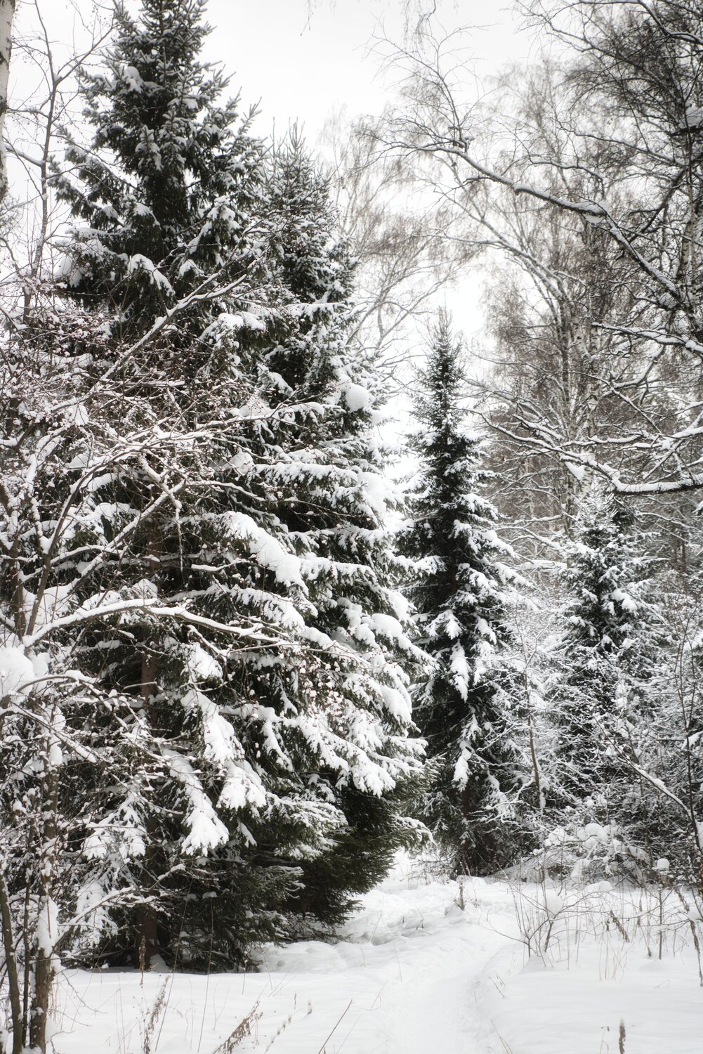 Photo #8608500