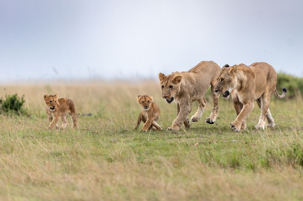 Фотография автора Sunny Saha Pramanick