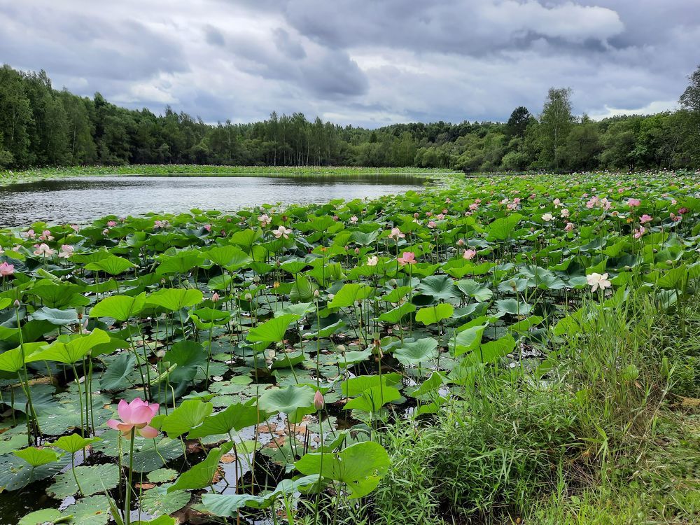 Photograph by Любовь Войтишина