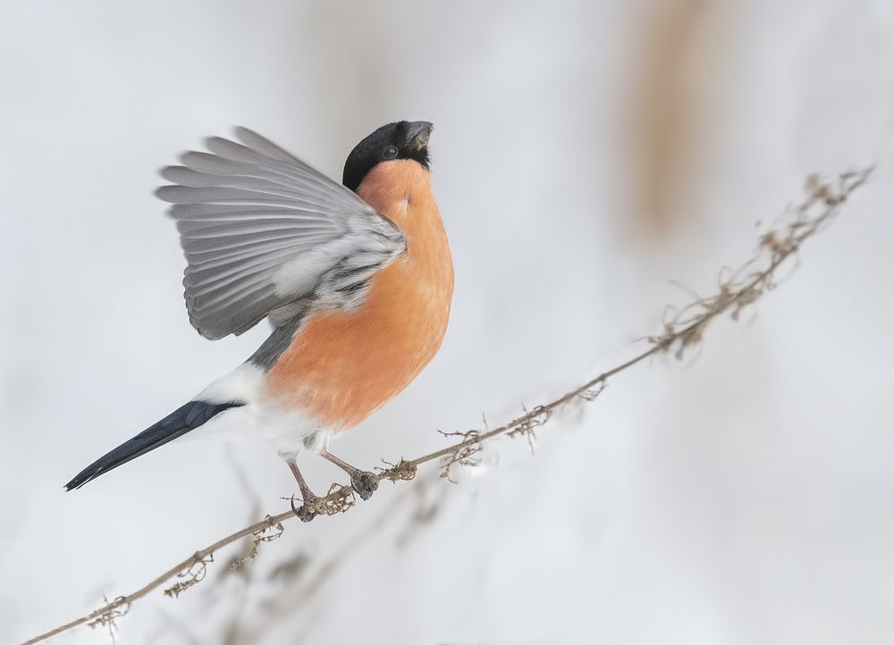 Photograph by Елена Швыдун