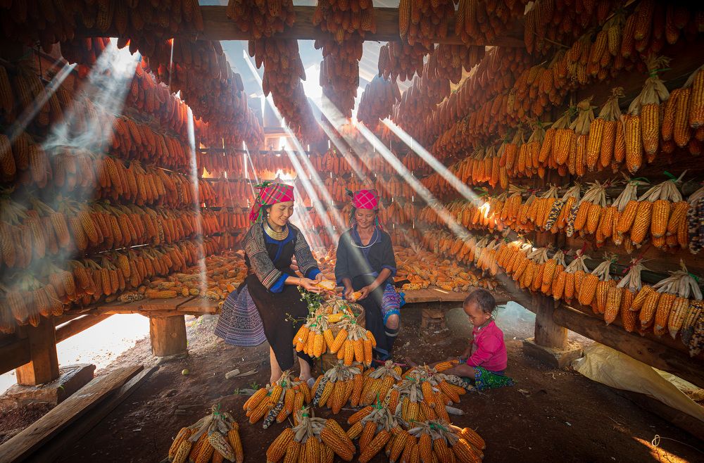 H'Mong Ladies Storing Corn in the Warehouse