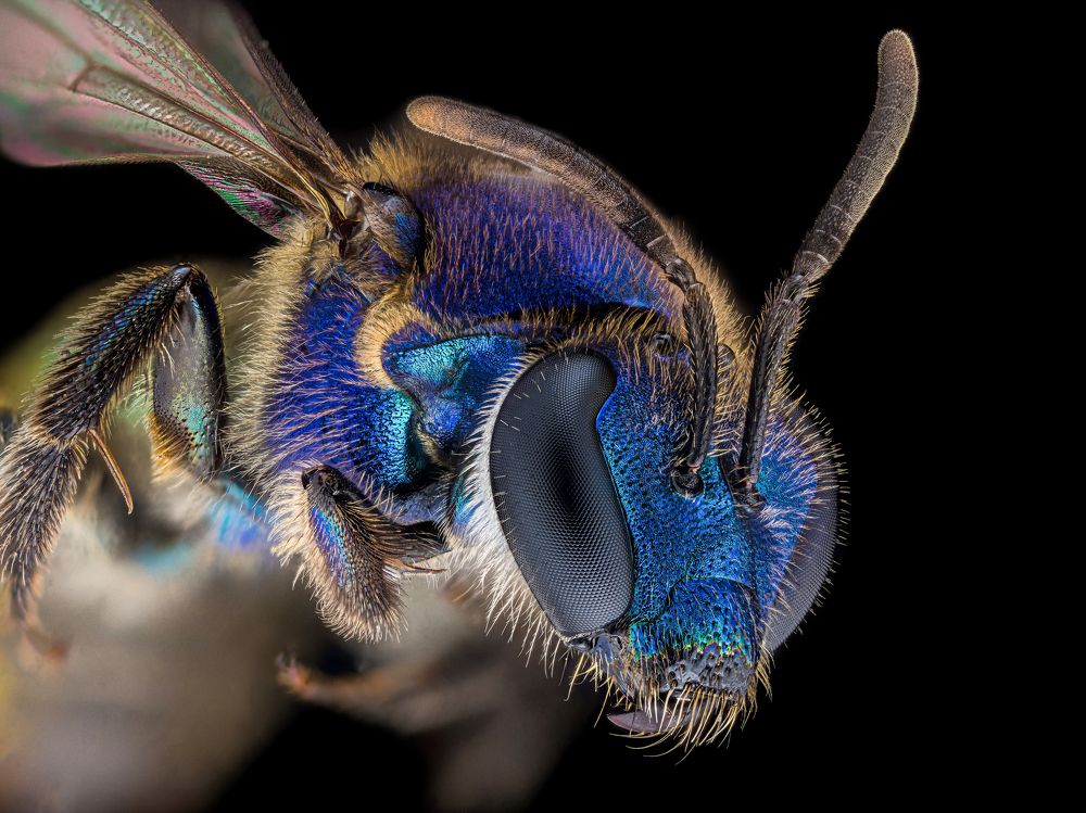 Blue Wasp