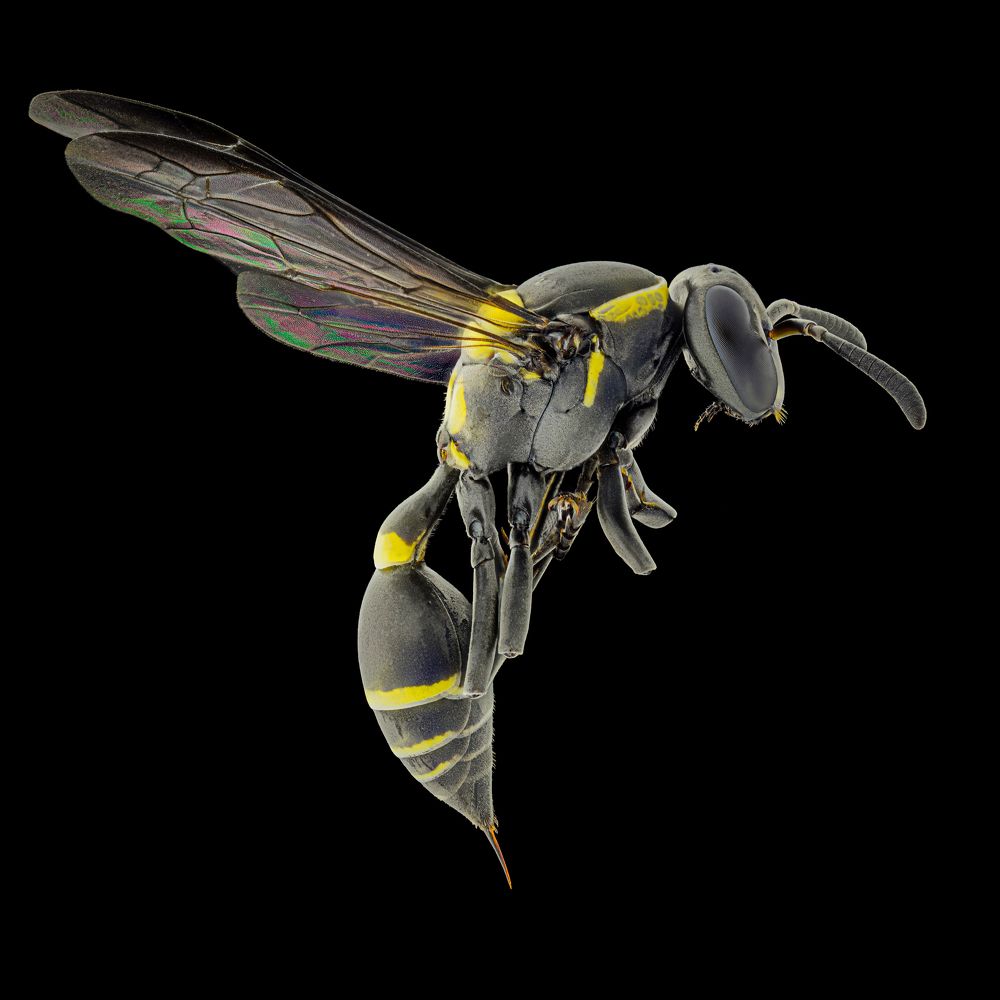 Wasp