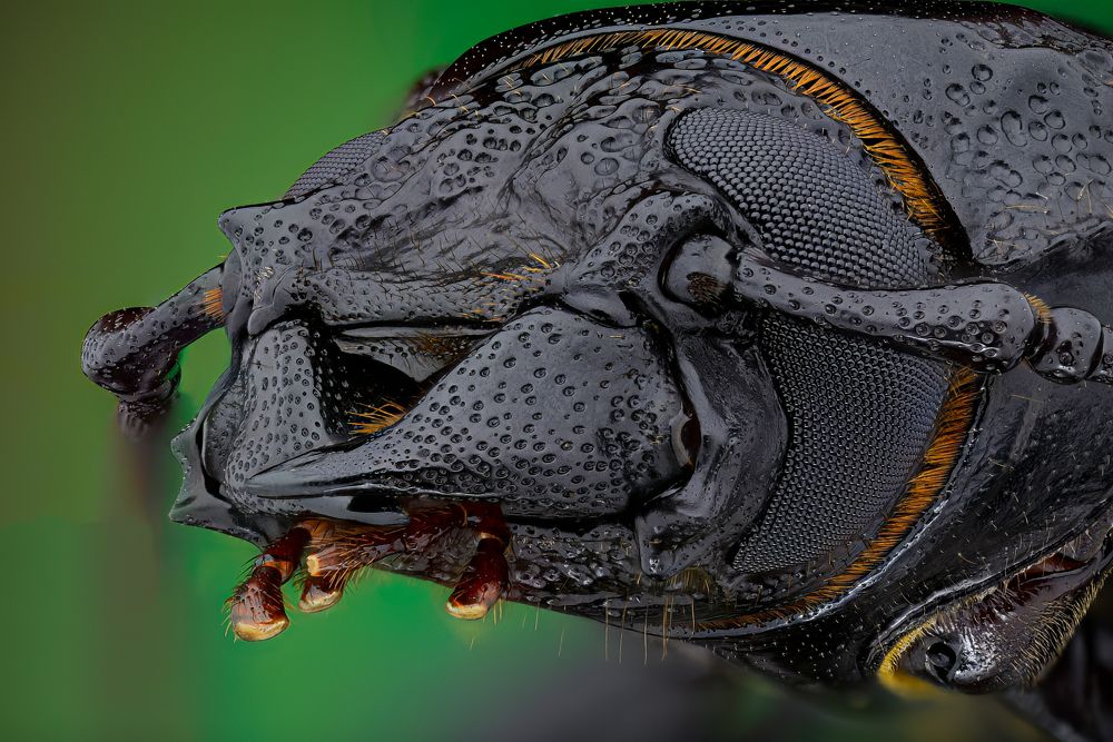 Photograph by Marco Retana