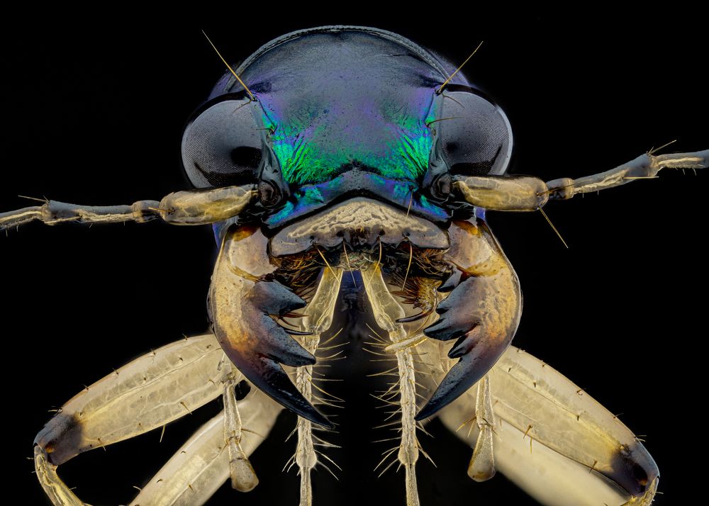 Tiger Beetle