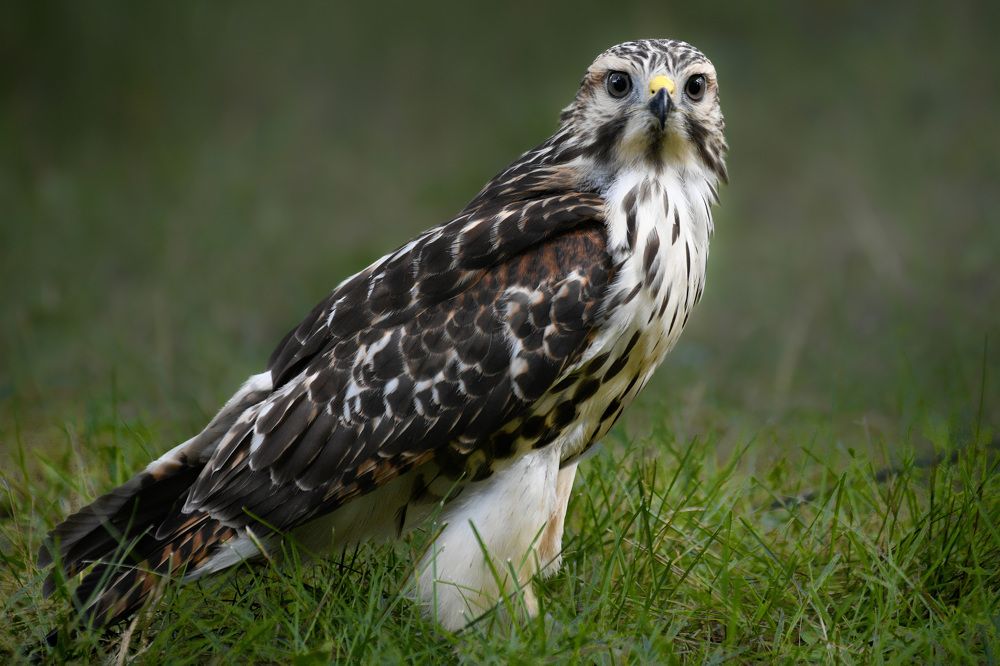 Photograph by Nathalie Talbot