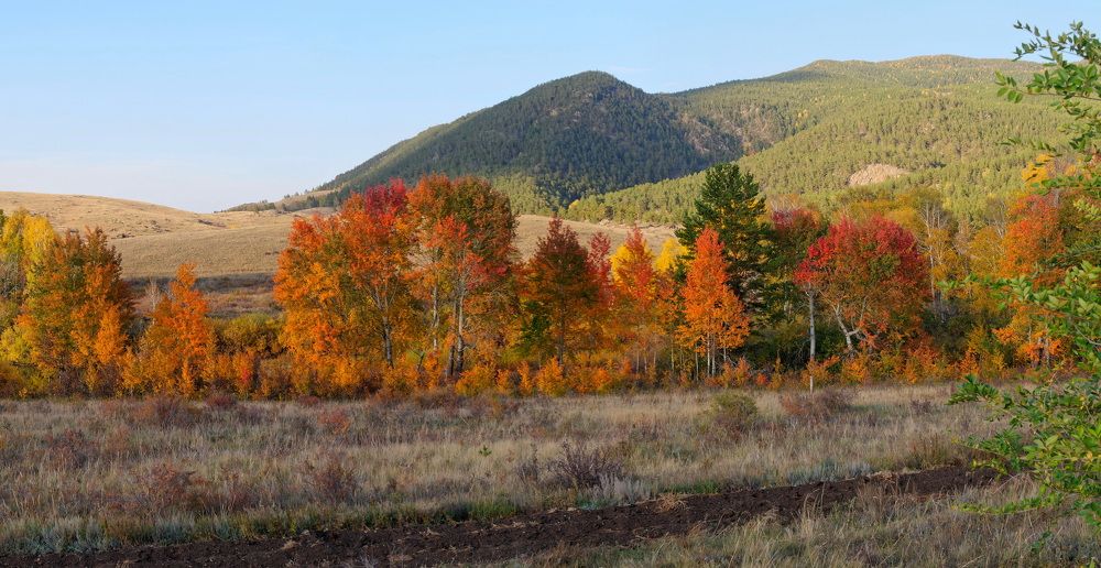 Лес у крохотного прудика на въезде в Боровое.